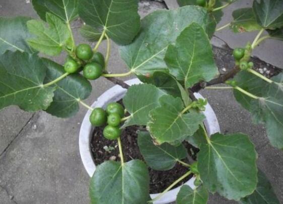盆栽无花果如何养,无花果的养护技巧及繁殖办法