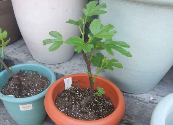 盆栽无花果如何养,无花果的养护技巧及繁殖办法