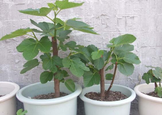 盆栽无花果如何养,无花果的养护技巧及繁殖办法