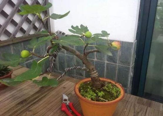 盆栽无花果如何养,无花果的养护技巧及繁殖办法