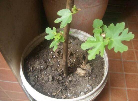 盆栽无花果如何养,无花果的养护技巧及繁殖办法