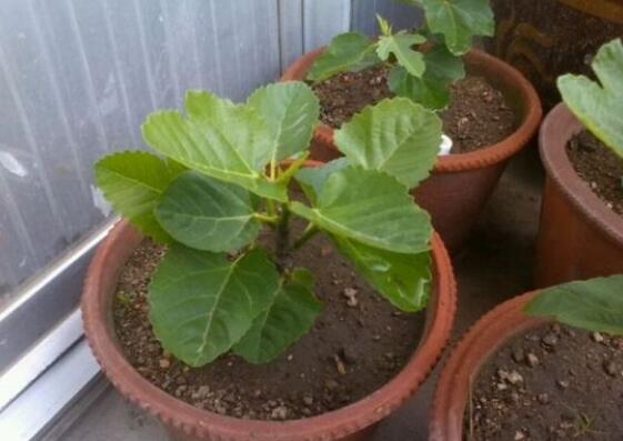 盆栽无花果如何养,无花果的养护技巧及繁殖办法