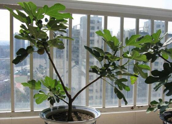 盆栽无花果如何养,无花果的养护技巧及繁殖办法