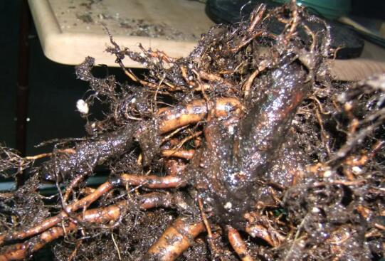 盆栽无花果如何养,无花果的养护技巧及繁殖办法