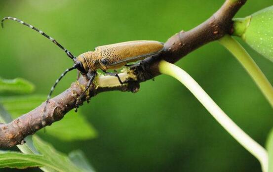 盆栽无花果如何养,无花果的养护技巧及繁殖办法