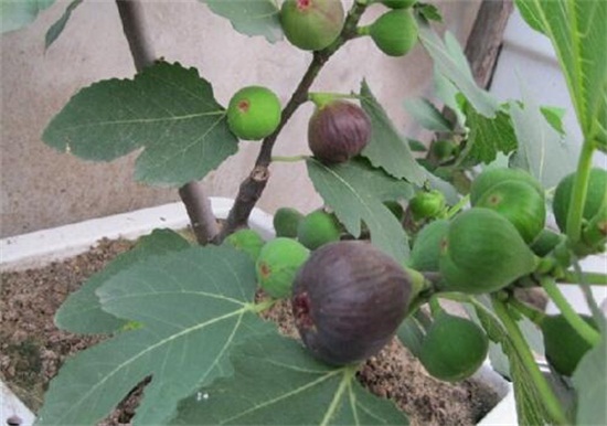 为何家不能养无花果,无花无果形态各异风水不吉利