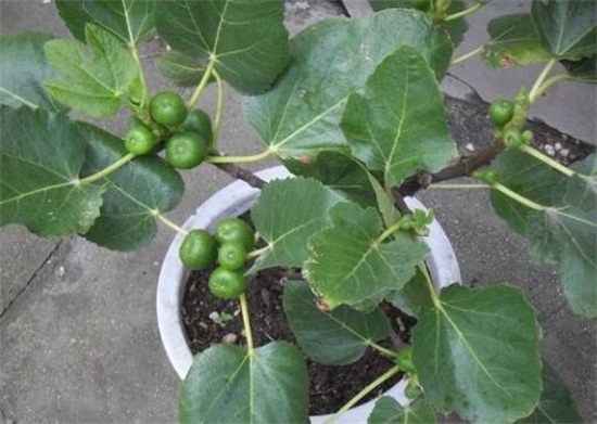 为何家不能养无花果,无花无果形态各异风水不吉利