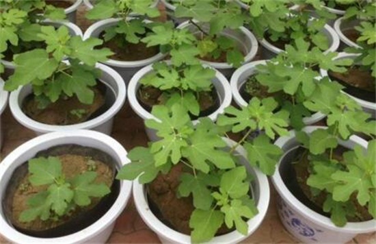 为何家不能养无花果,无花无果形态各异风水不吉利