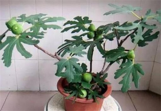 为何家不能养无花果,无花无果形态各异风水不吉利
