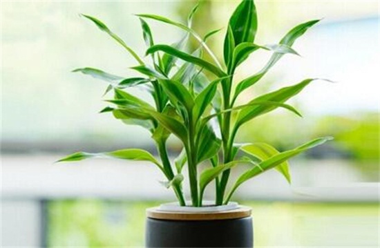 为何家不能养无花果,无花无果形态各异风水不吉利