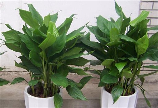 为何家不能养无花果,无花无果形态各异风水不吉利