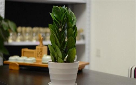 为何家不能养无花果,无花无果形态各异风水不吉利