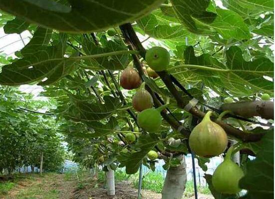 盆栽无花果如何修剪图解，4个技巧教你剪出品貌俱佳的无花果树