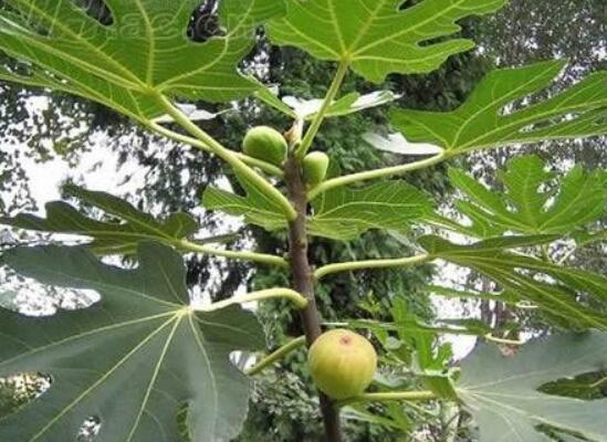 盆栽无花果如何修剪图解，4个技巧教你剪出品貌俱佳的无花果树