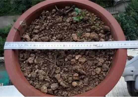 盆栽无花果如何修剪图解，4个技巧教你剪出品貌俱佳的无花果树