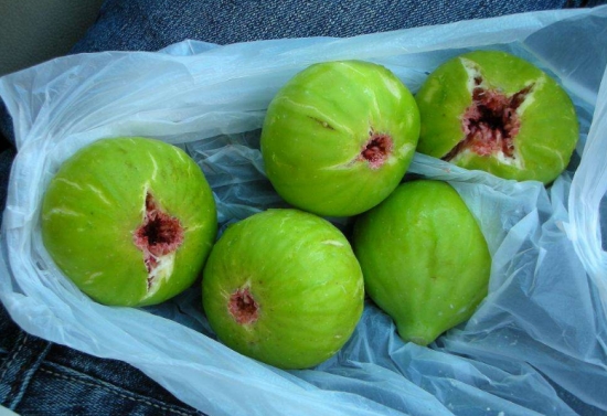 无花果什么时候成熟：南方一般夏果于7月上旬成熟，秋果于8月下旬至10月中旬成熟