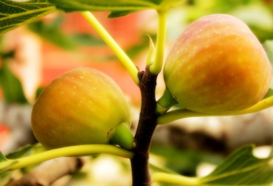 无花果什么时候成熟：南方一般夏果于7月上旬成熟，秋果于8月下旬至10月中旬成熟