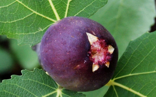 无花果什么时候成熟：南方一般夏果于7月上旬成熟，秋果于8月下旬至10月中旬成熟