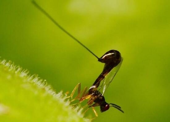 无花果什么时候成熟：南方一般夏果于7月上旬成熟，秋果于8月下旬至10月中旬成熟