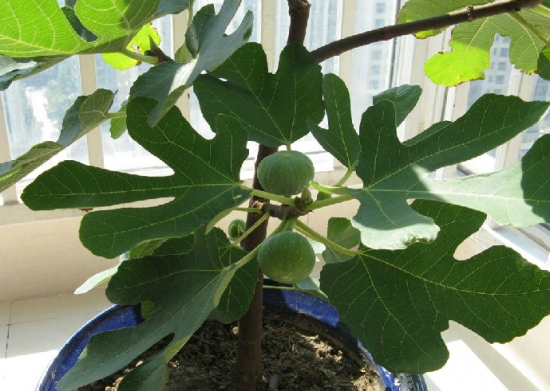 盆栽无花果的图片集锦：让您对无花果有更多的认识
