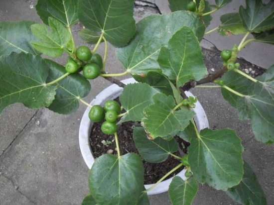 盆栽无花果的图片集锦：让您对无花果有更多的认识