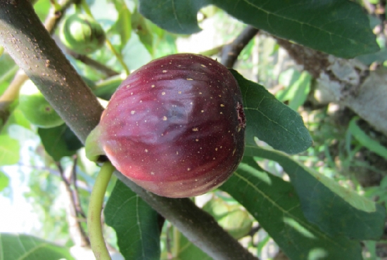 盆栽无花果的图片集锦：让您对无花果有更多的认识