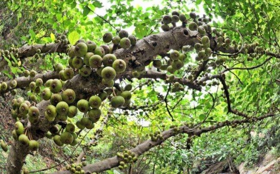 无花果栽培技术