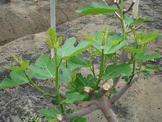 无花果栽培技术