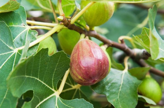 无花果的功效与禁忌：大便溏薄者不宜生食