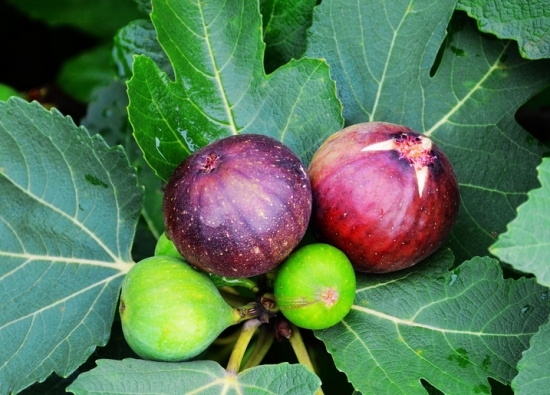 无花果开花吗：无花果夏季开花，秋季结果