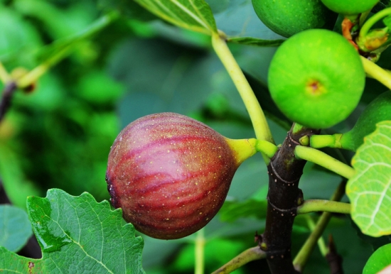无花果开花吗：无花果夏季开花，秋季结果