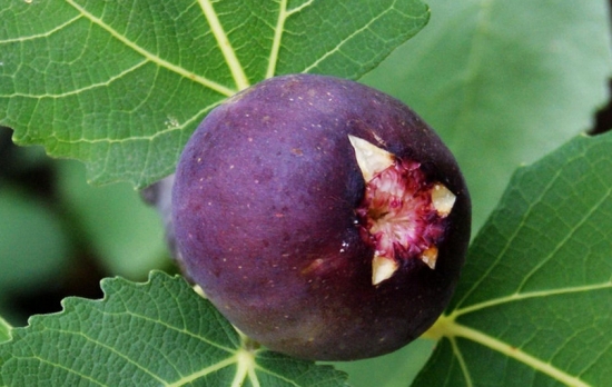 无花果开花吗：无花果夏季开花，秋季结果