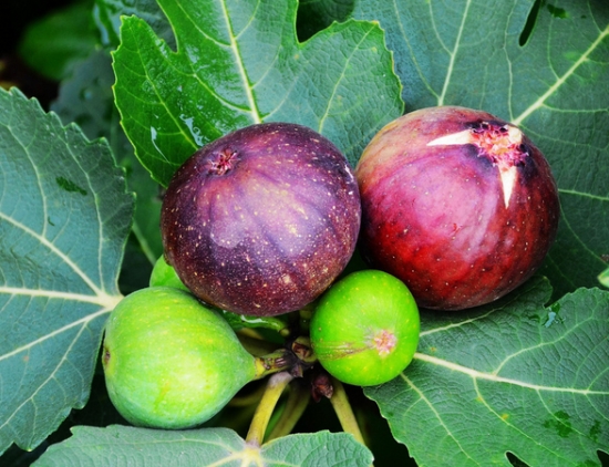 无花果的价格：国产无花果市场价约10元/斤,无花果干在30-50元/斤