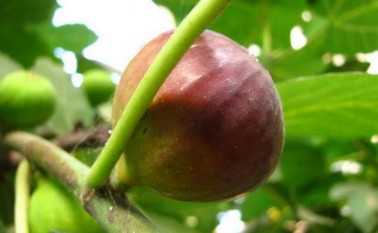 无花果的功效与作用：关于无花果的八大功效和留意事项