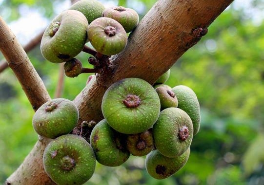 无花果的功效与作用：关于无花果的八大功效和留意事项