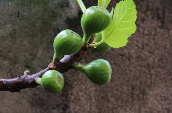 无花果的功效与作用：关于无花果的八大功效和留意事项