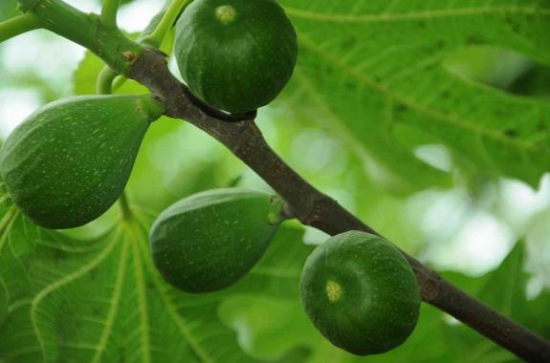 无花果的功效与作用：关于无花果的八大功效和留意事项