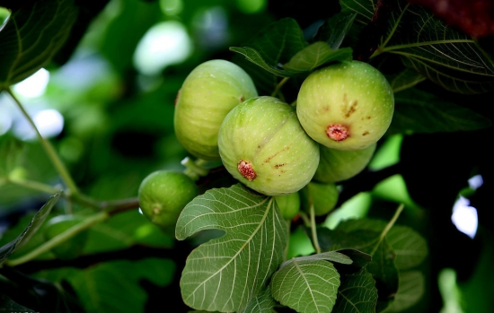 盆栽无花果应如何科学养护