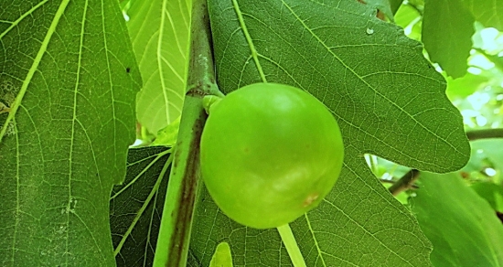 如何提高无花果的坐果率