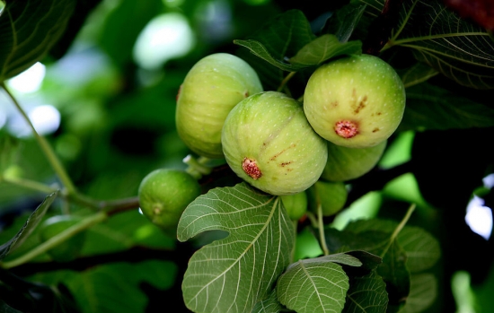 如何避免无花果落果