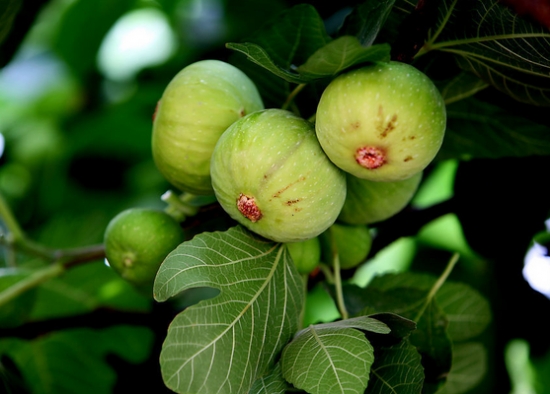 为何说阳台盆栽无花杲好