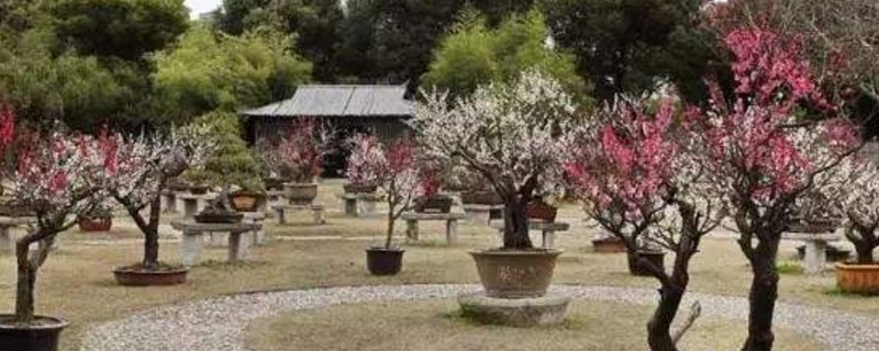 梅花盆景夏季怕晒吗