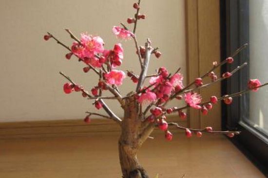 梅花盆景夏季怕晒吗