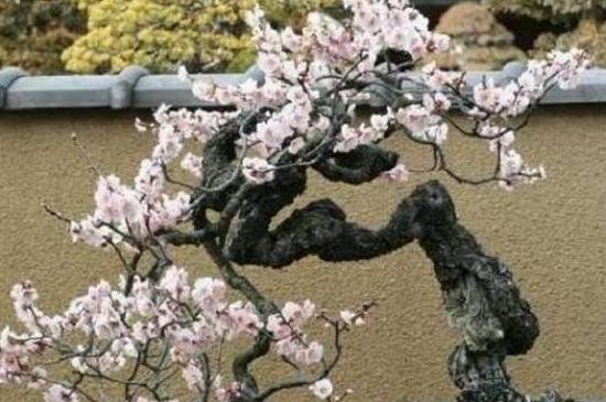 梅花盆景夏季怕晒吗