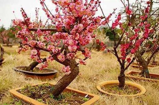 梅花盆景夏季怕晒吗