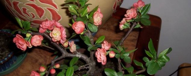 养长寿梅的留意事项