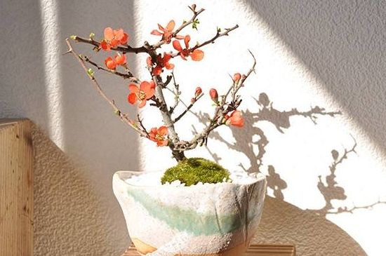 养长寿梅的留意事项