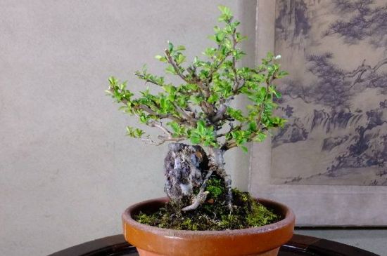 养长寿梅的留意事项