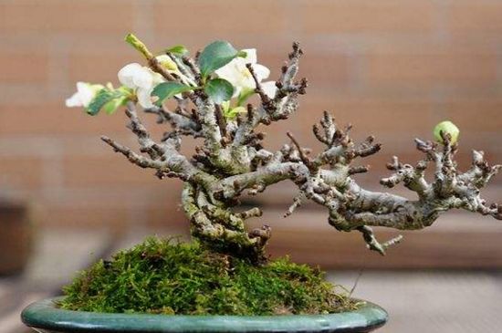 养长寿梅的留意事项