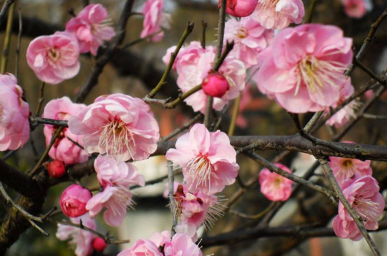 夫妻梅花养殖办法